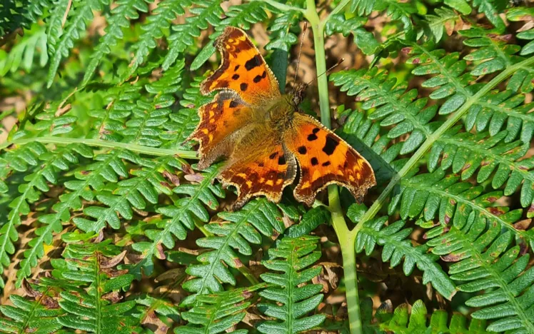 Butterfly on a bed on green leaves