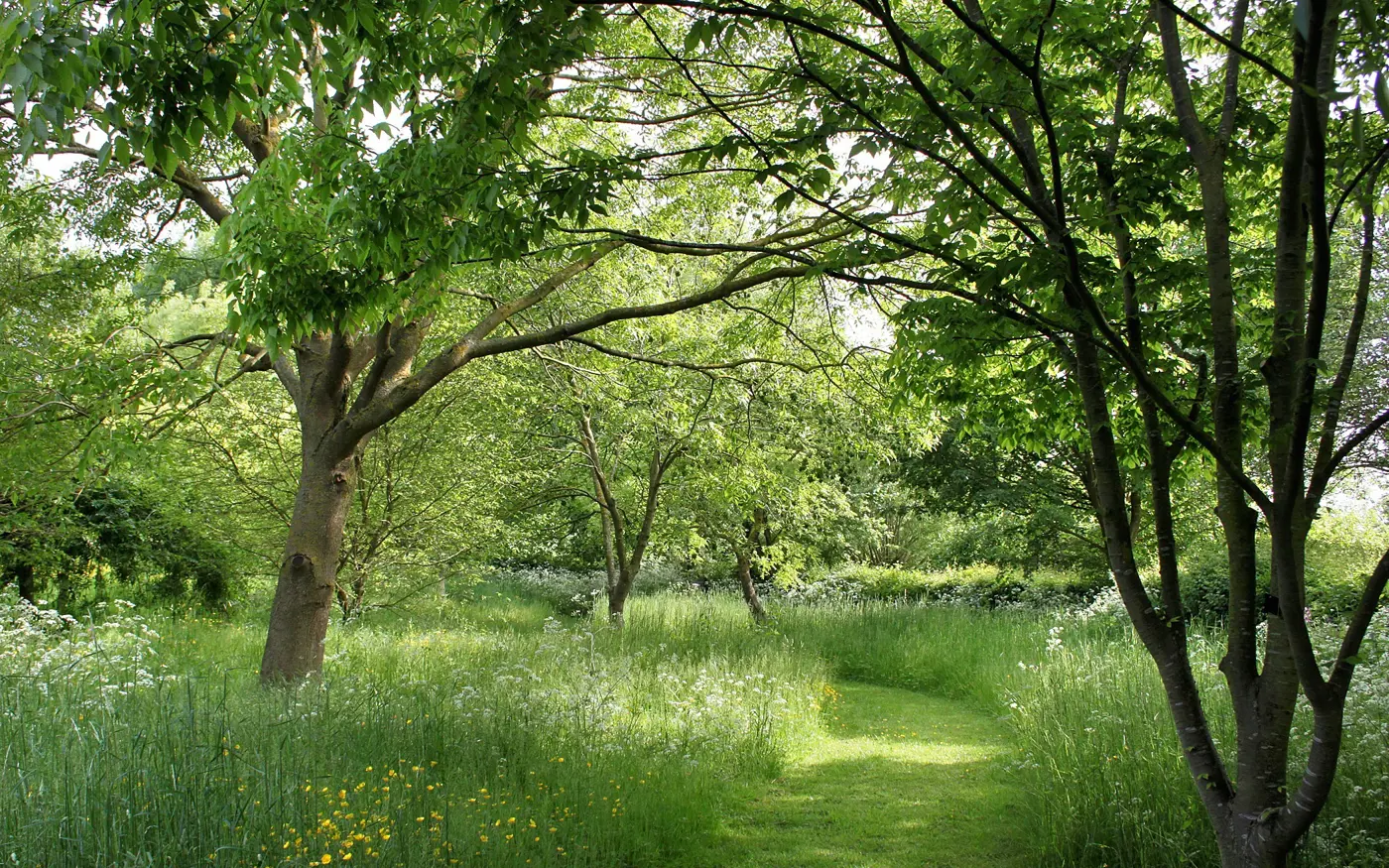 A peaceful woodland scene with a grassy path winding through tall wildflowers and lush green trees under soft sunlight.