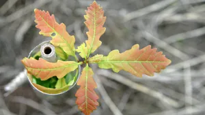 Close-up of a sapling being planted in the Heart of England Forest, symbolizing environmental commitment and reforestation efforts.